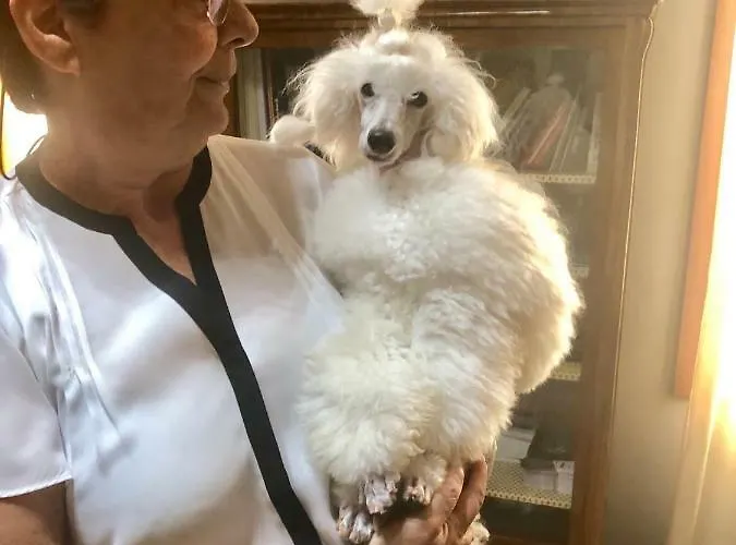 Small Royal Rc12 Szálloda 3*